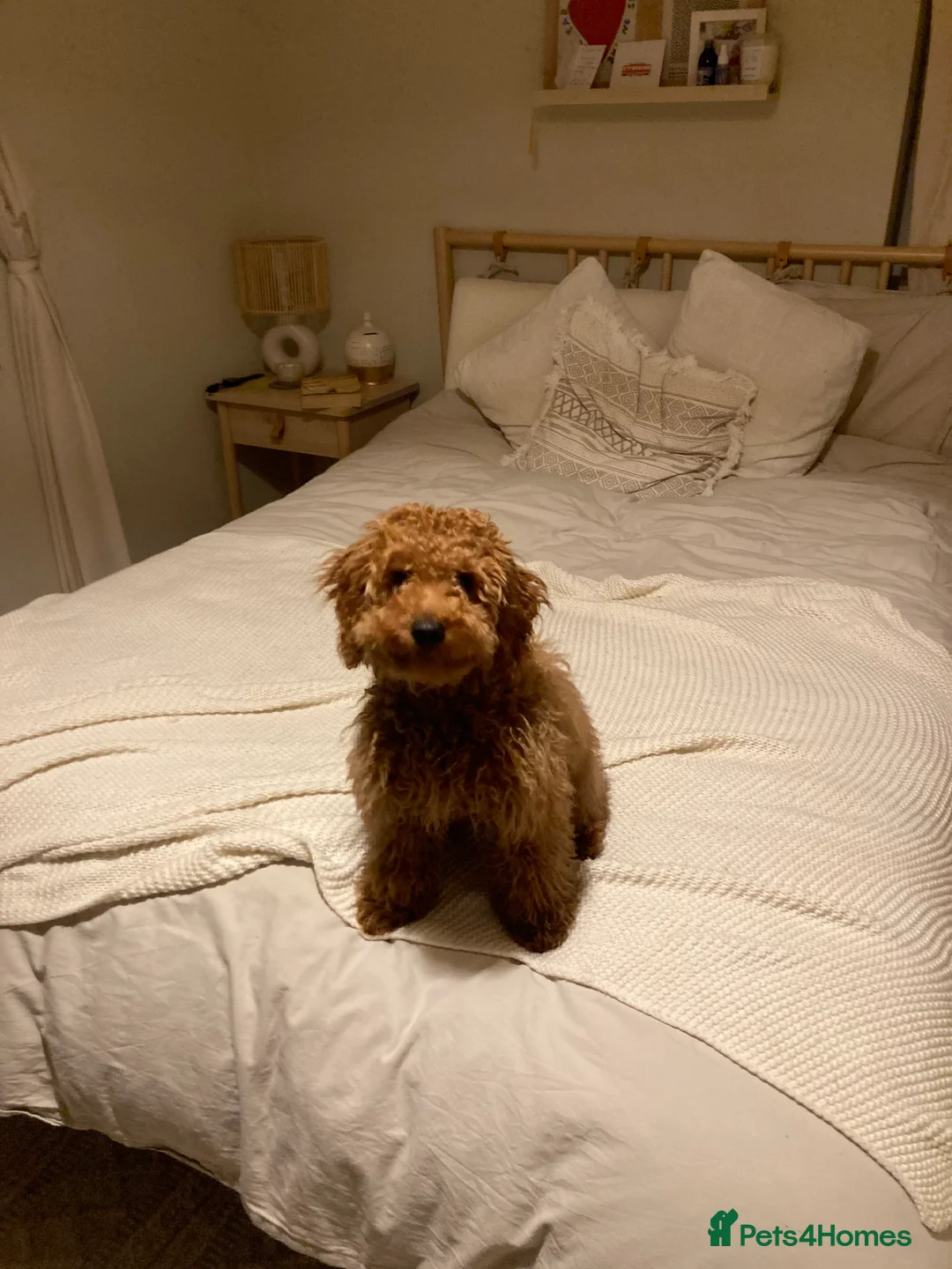 Miniature Poodle dogs for stud: Rufus  - Advert 23