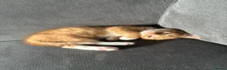 British Longhair cats for sale: Maine coon  mother -  5 half Maine coon kittens  - Advert 2