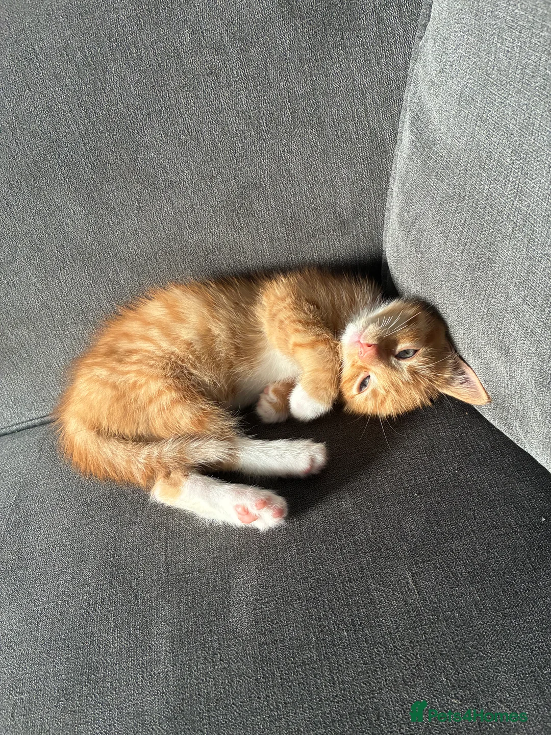 British Longhair cats for sale: Maine coon  mother -  5 half Maine coon kittens  - Advert 2