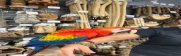 Macaws birds for sale: Beautiful baby handreared Scarlet Macaw  - Advert 5