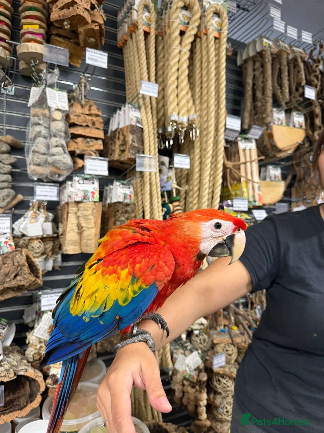 Macaws birds for sale: Beautiful baby handreared Scarlet Macaw  - Advert 5