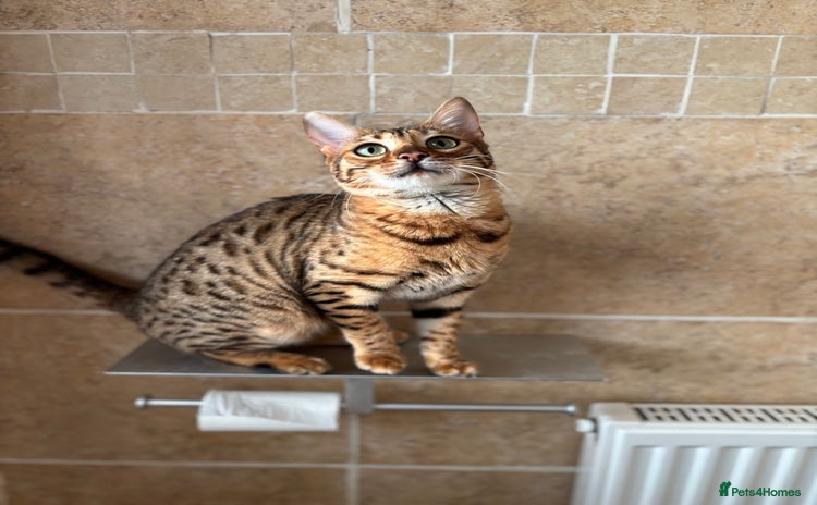 Bengal cats - Advert 8