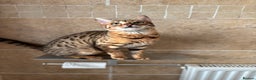 Bengal cats for sale: Callie - Advert 1