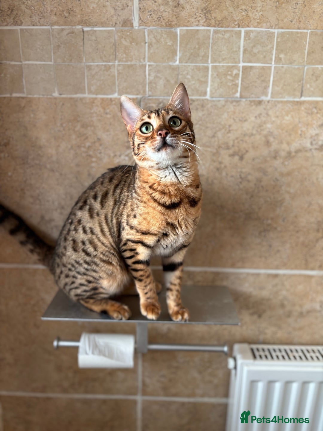 Bengal cats for sale: Callie - Image 1