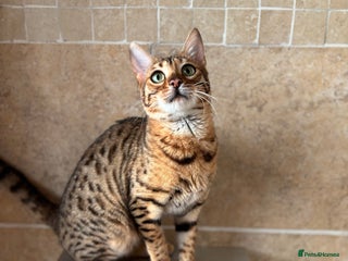 Bengal cats - Advert 21