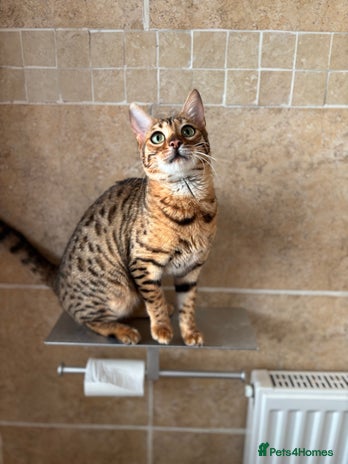 Bengal cats - Advert 6