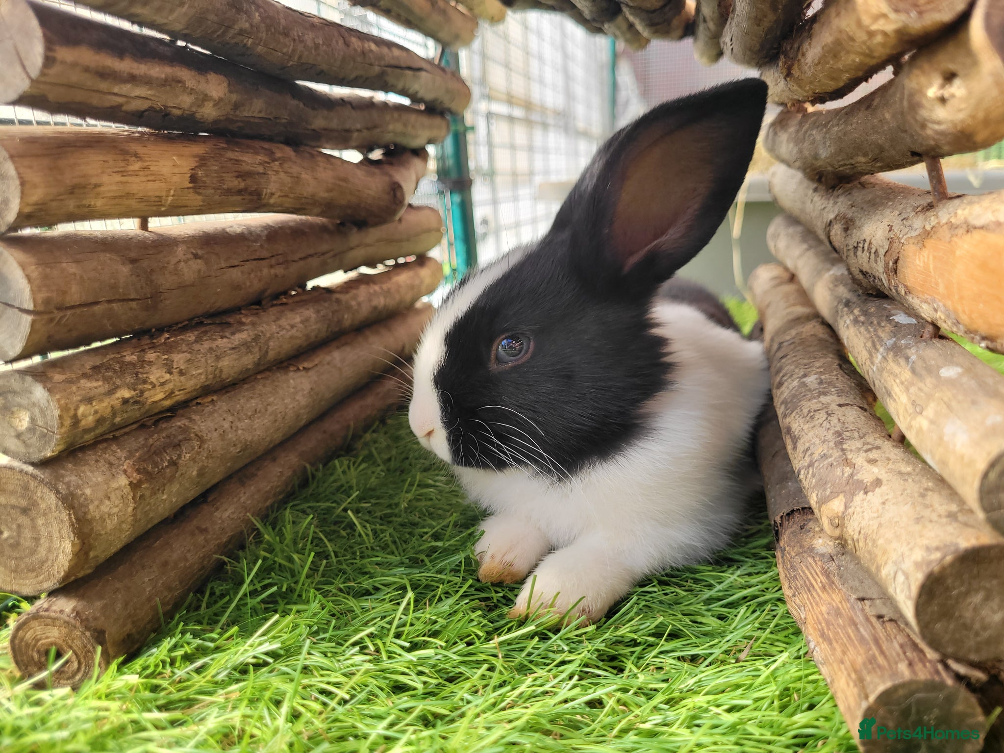 Mini Lop rabbits for sale: Adorable Mini Lop Mix Rabbits - READY JUNE 11TH - Advert 22