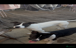 Mixed Breed dogs for sale: Stella  in Gloucester - Image 1