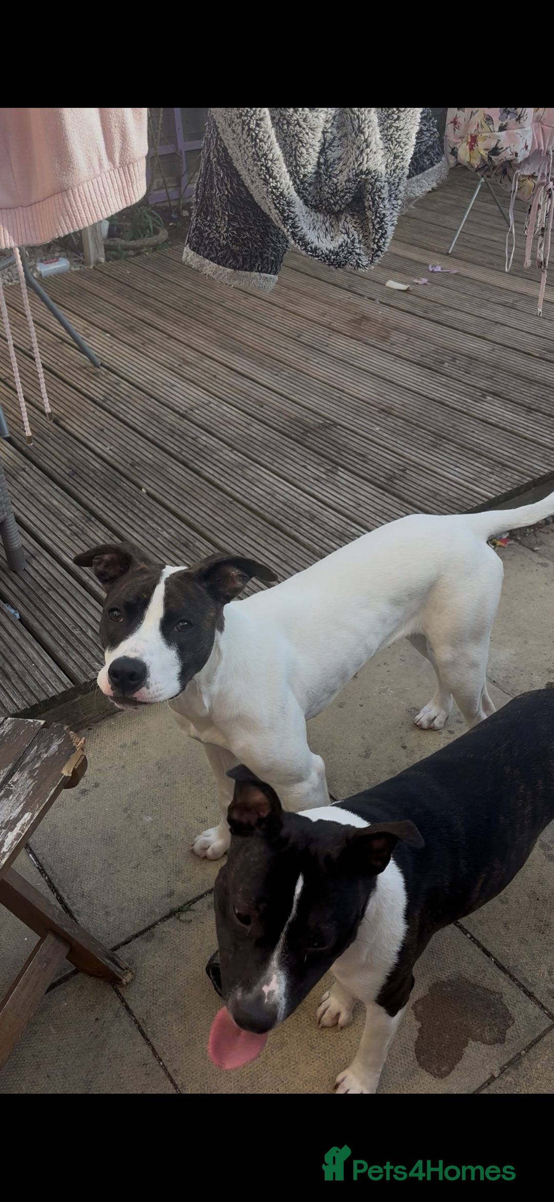 Mixed Breed dogs for sale: Stella  in Gloucester - Image 1