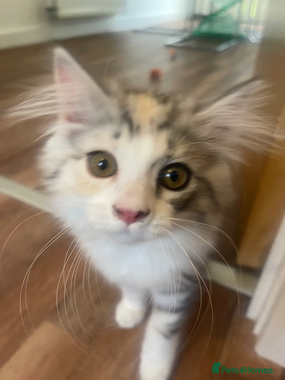 Mixed Breed cats for sale: Beautiful female kitten. MainecoonXPersianXRagdoll - Advert 4