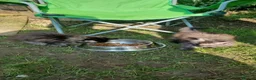 Maine Coon cats for sale: XXL Giant Main Coon  - Advert 6