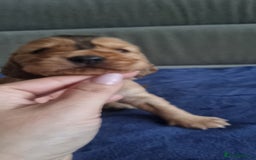 Cocker Spaniel dogs for sale: Charming English Show Cocker Spaniel Puppies  - Advert 24