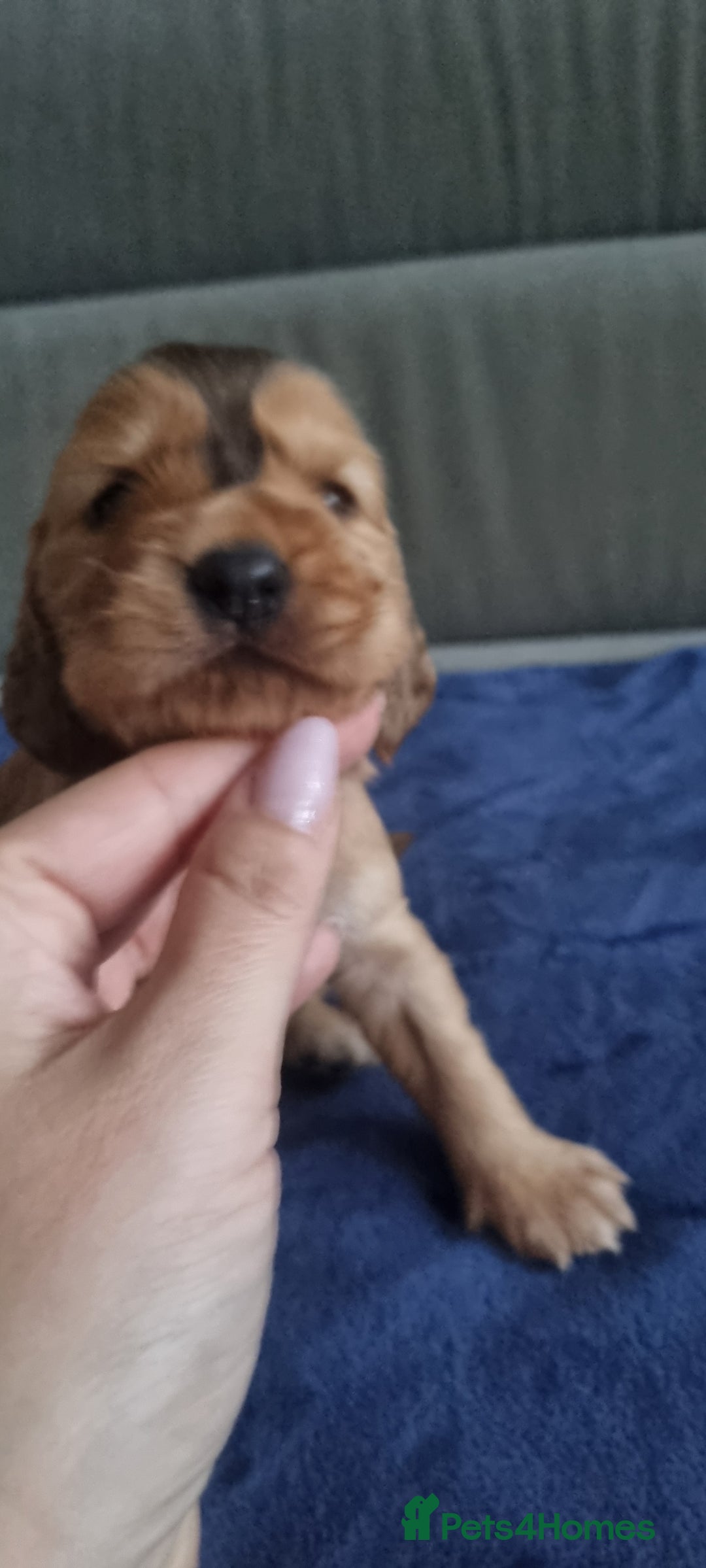 Cocker Spaniel dogs for sale: Charming English Show Cocker Spaniel Puppies  - Advert 24