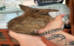 Mini Lop rabbits for sale: Beautifully bred mini lops - Image 6