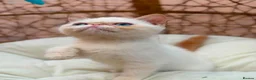 Exotic cats for sale: Stunning exotic kittens high quality m - Advert 40