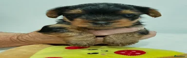 Yorkshire Terrier 2