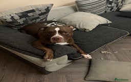 Mixed Breed dogs for sale: Fred  - Image 5