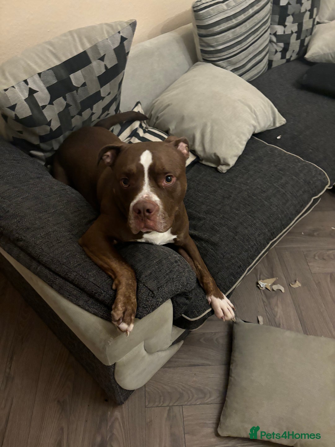Mixed Breed dogs for sale: Fred  - Image 5