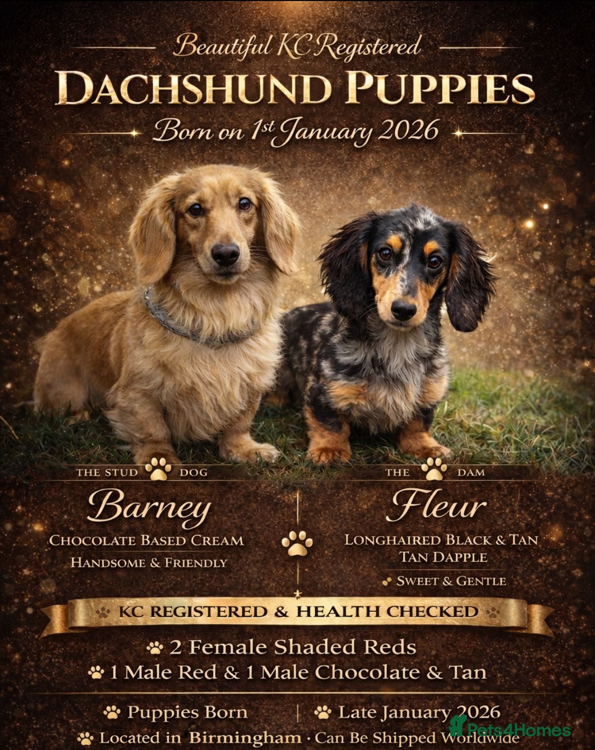 Miniature Dachshund dogs LONG HAIRED MINIATURE DACHSHUND'S LITTER ❤️❤️ - Advert 1