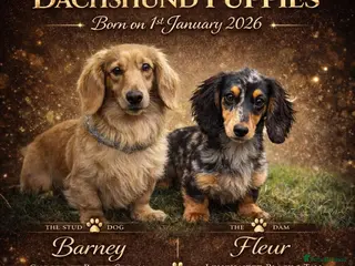 Miniature Dachshund dogs LONG HAIRED MINIATURE DACHSHUND'S LITTER ❤️❤️ - Advert 1