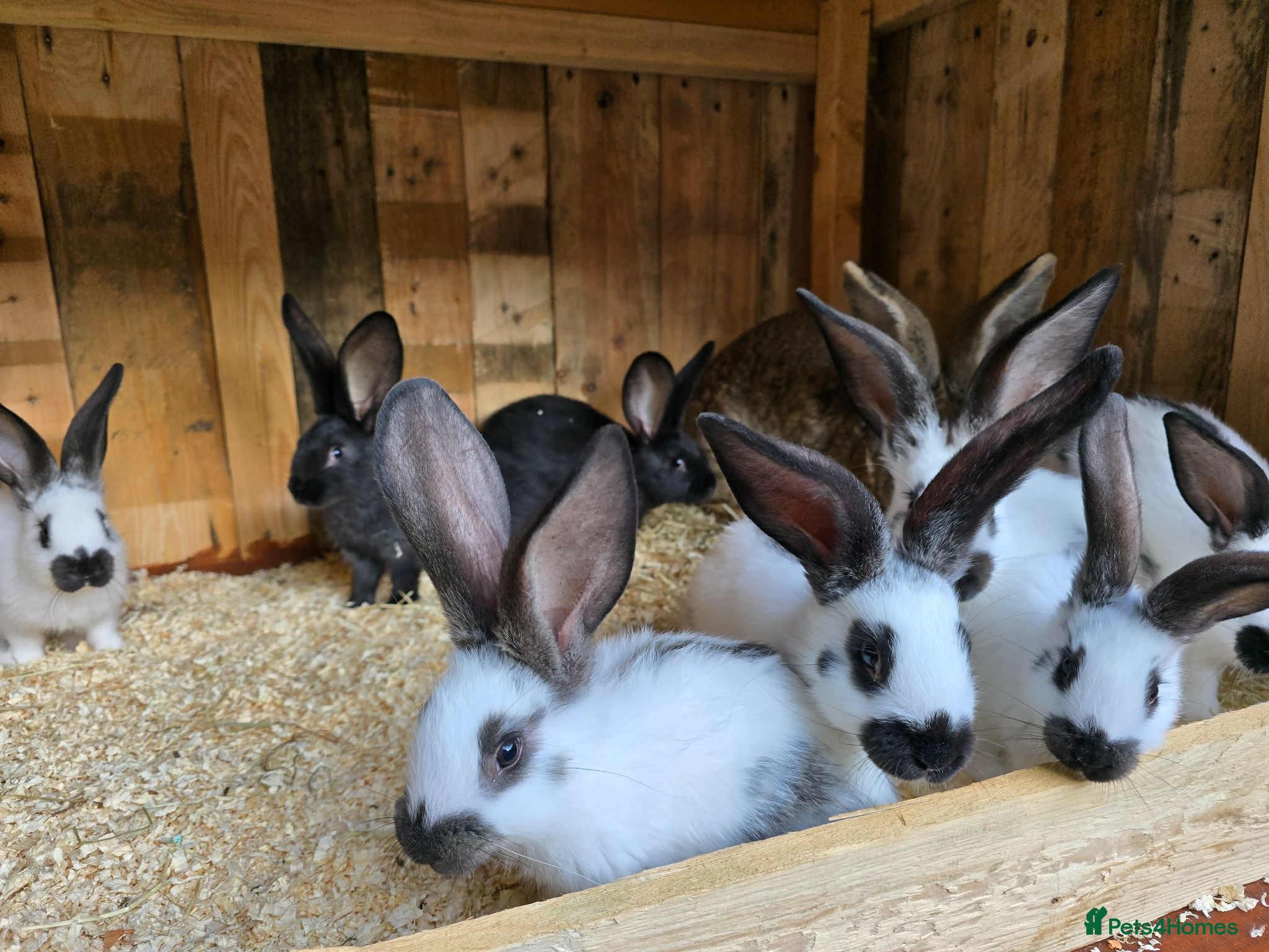 Mixed Breed rabbits Giant Papillon  - Advert 1