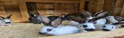 Mixed Breed rabbits for sale: Giant Papillon  - Advert 1