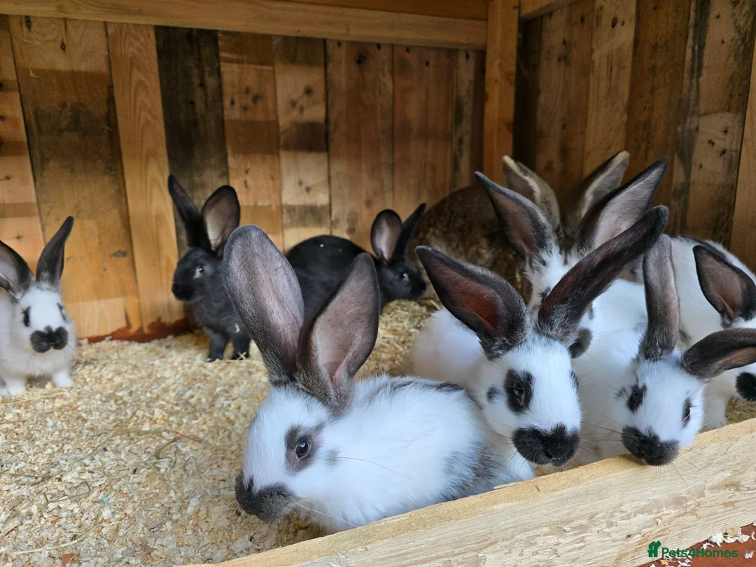 Mixed Breed rabbits for sale: Giant Papillon  - Advert 1