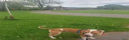 Mixed Breed dogs for sale: Paddy in Leeds - Advert 11