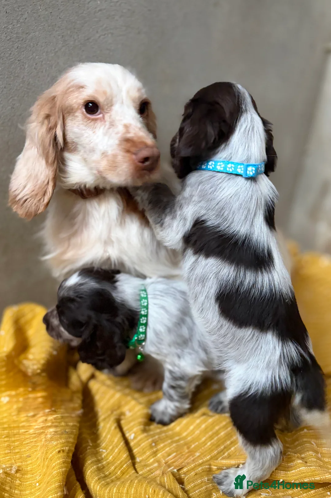 Cocker Spaniel dogs for sale: Show Type Chocolate Roan Cocker Spaniel Puppies - Advert 4