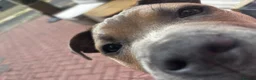 Staffordshire Bull Terrier dogs for sale: Staffordshire bull terrier - Advert 5