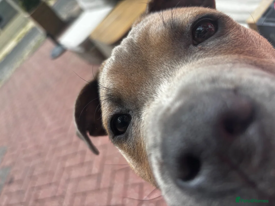 Staffordshire Bull Terrier dogs for sale: Staffordshire bull terrier - Advert 5