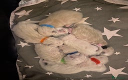Ragdoll cats for sale: 6 ragdoll kittens  - Image 5