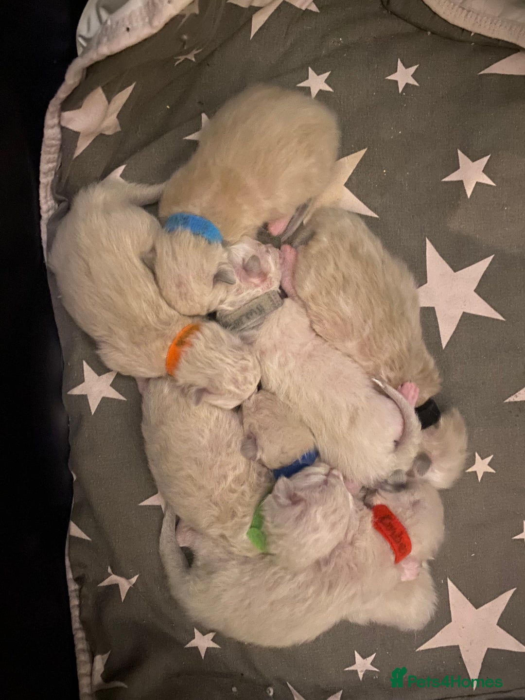 Ragdoll cats for sale: 6 ragdoll kittens  - Image 5