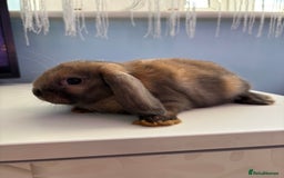 Mini Lop rabbits for sale: 3 pure Mini Lop left  - Image 14