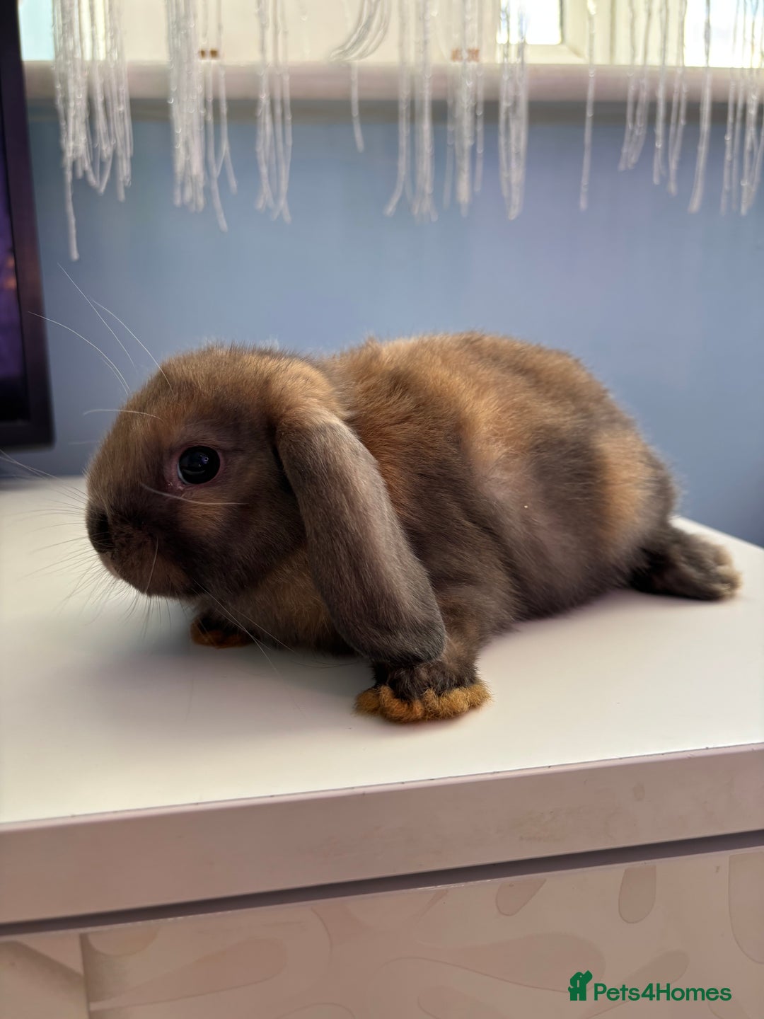 Mini Lop rabbits for sale: 3 pure Mini Lop left  - Image 14