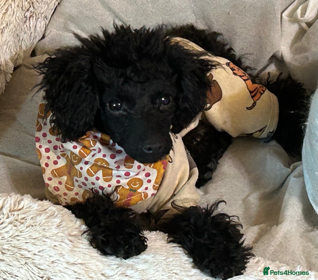 Toy Poodle dogs for sale: Toy poodle puppies ready now. Aberdeenshire - Image 21
