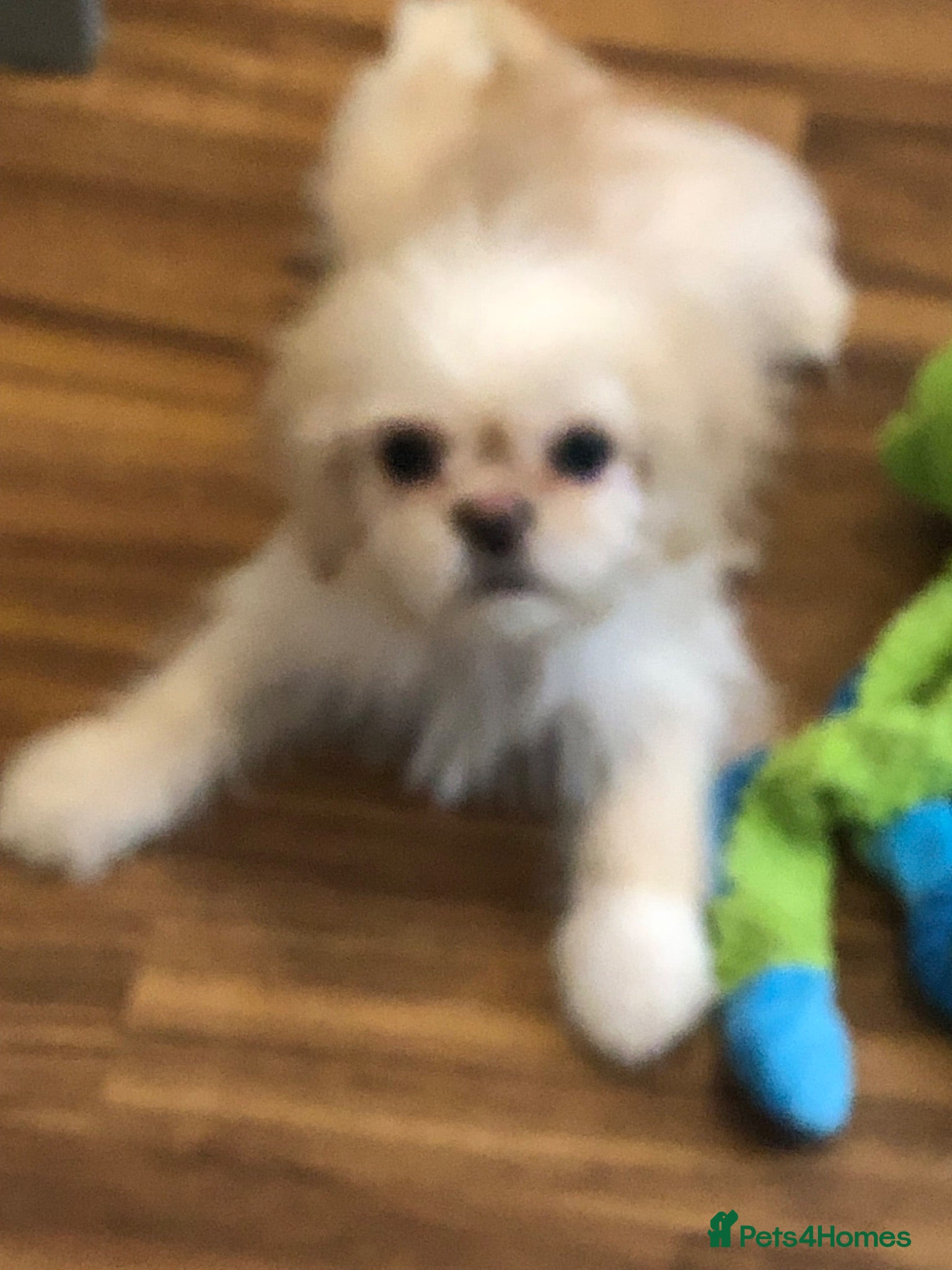 Mixed Breed dogs Beautiful fluffy Shih tzu baby boys - Advert 1