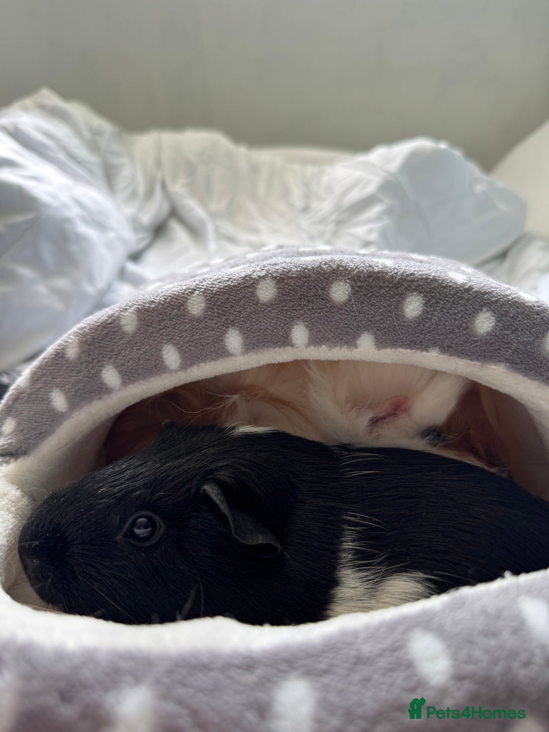 Guinea Pig rodents for sale: 2x guinea pigs for sale  - Image 5