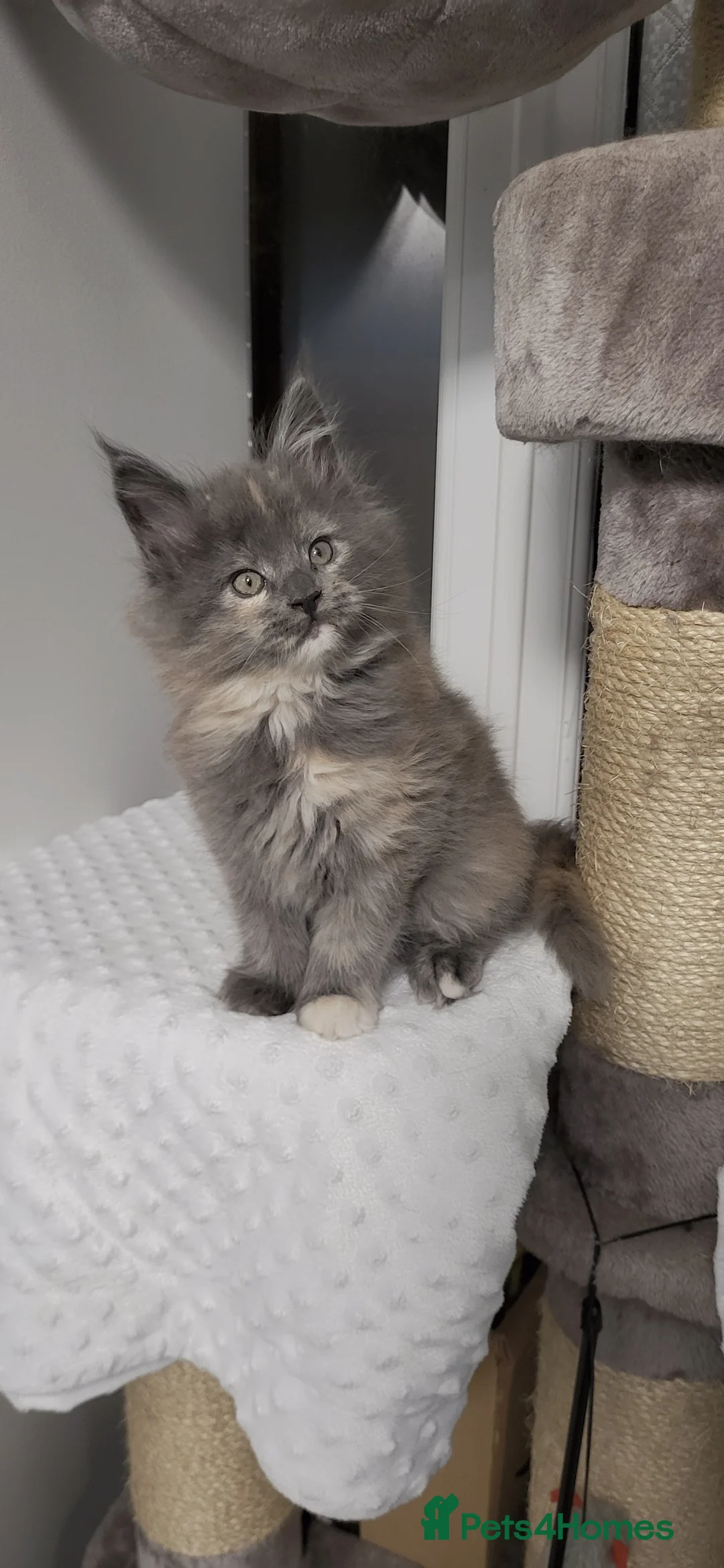 Maine Coon cats for sale: GCCF - Maine Coon Kittens - Advert 17