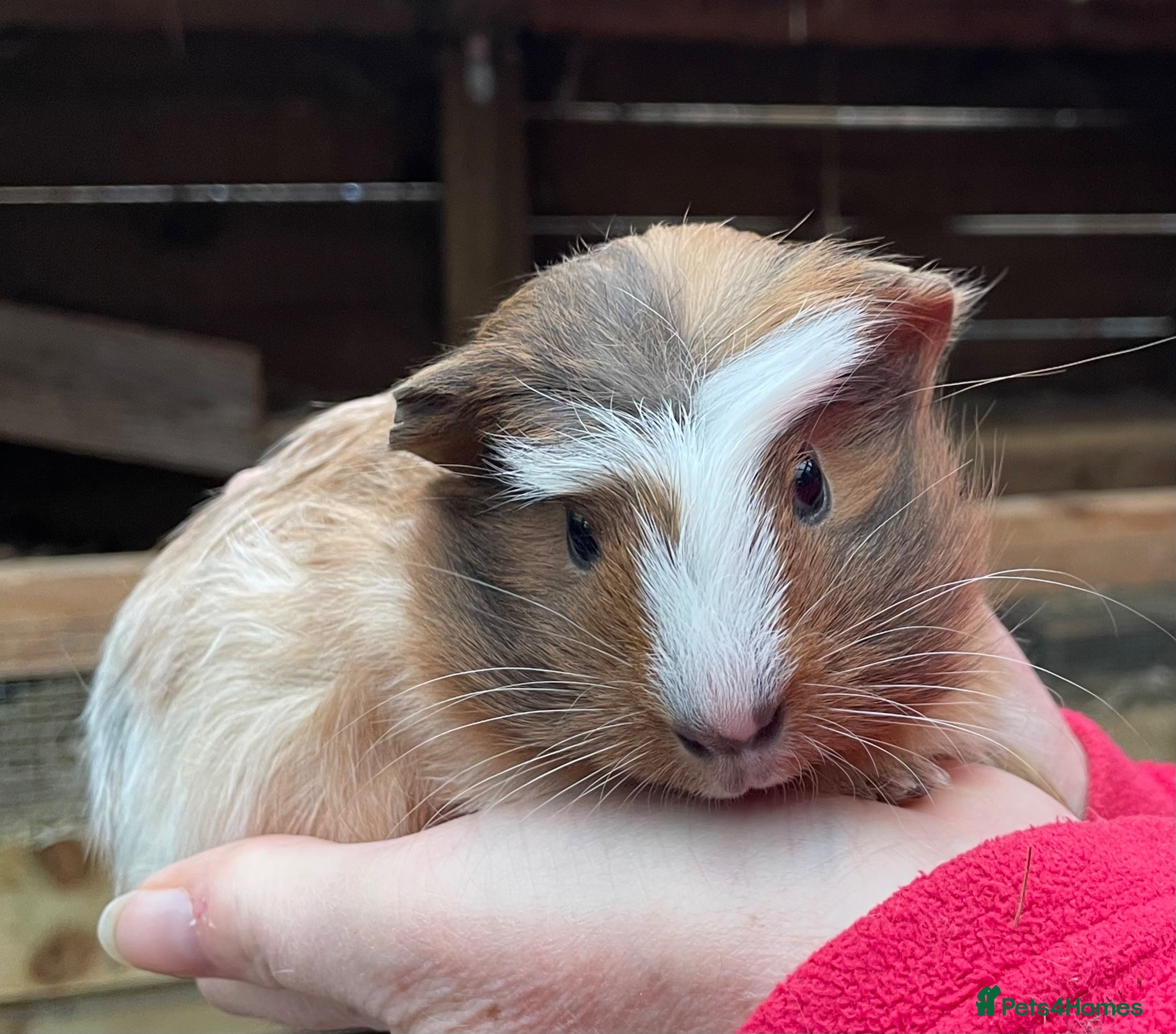 Guinea Pig rodents Baby Guinea pigs - Advert 5