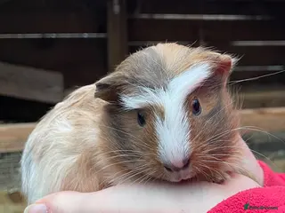 Guinea Pig rodents Baby Guinea pigs - Advert 5