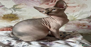 Sphynx cats - Advert 11