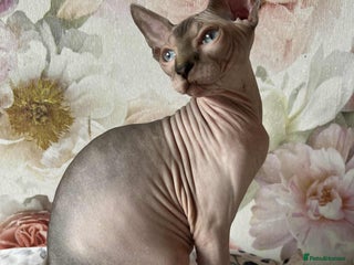 Sphynx cats 2 Beautiful sphynx kittens available - Advert 5