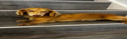 Miniature Dachshund dogs for stud: Cream long haired stud dog - Advert 2
