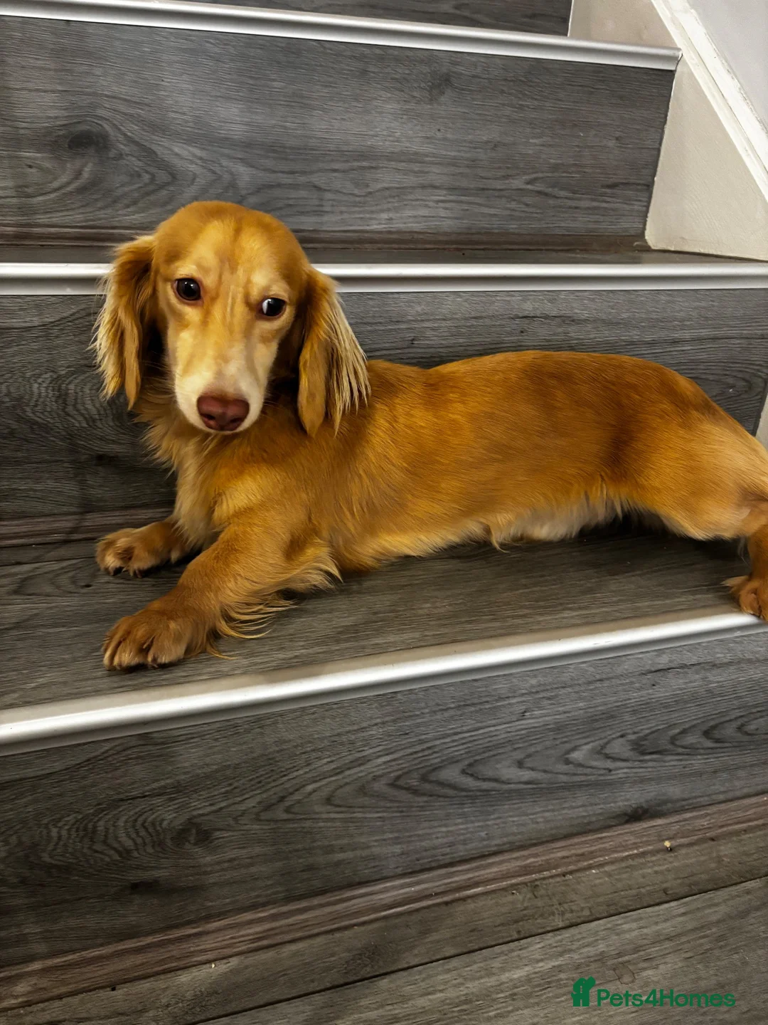 Miniature Dachshund dogs for stud: Cream long haired stud dog - Advert 2