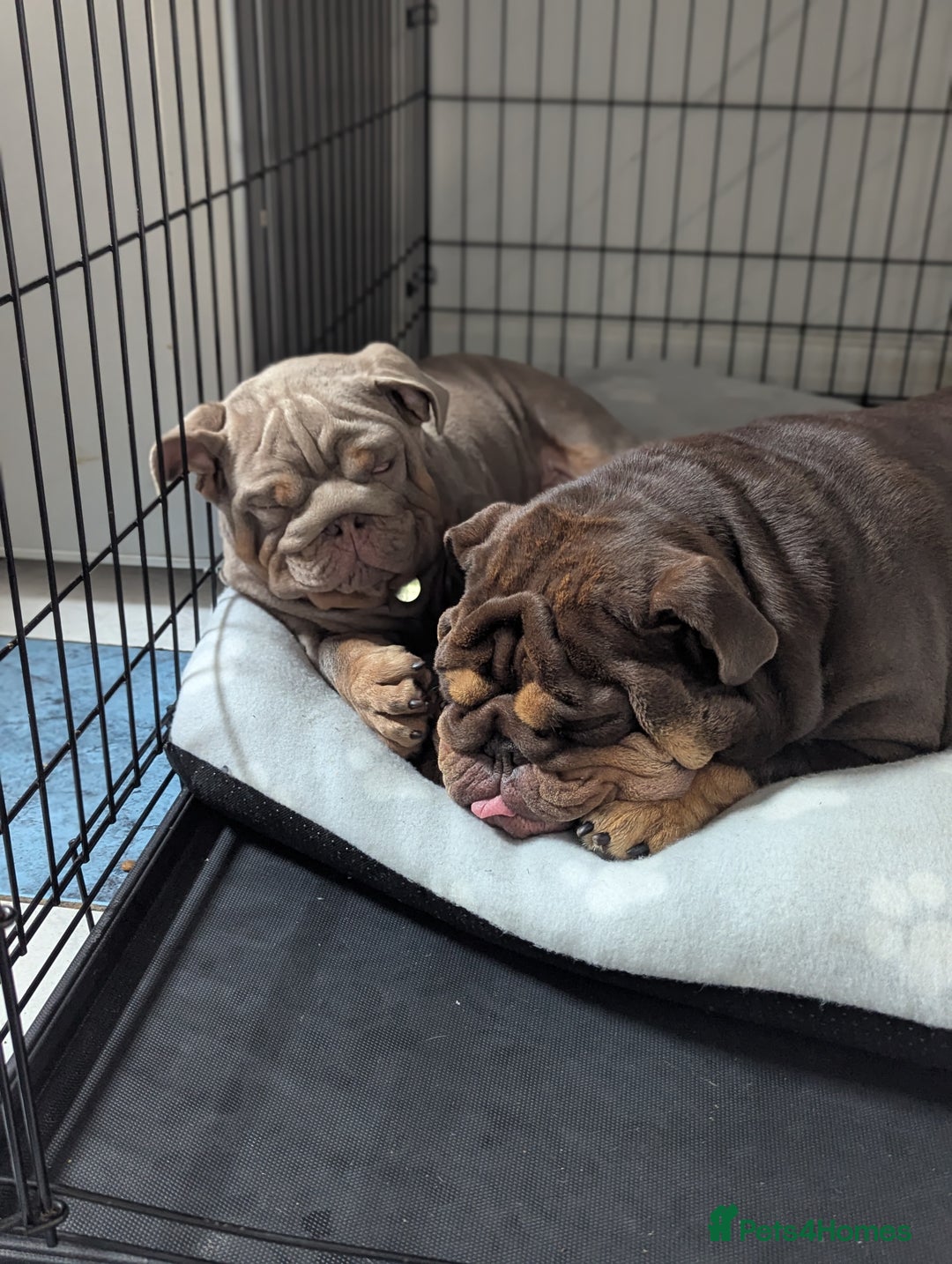 English Bulldog dogs for sale: English bulldog  - Image 16