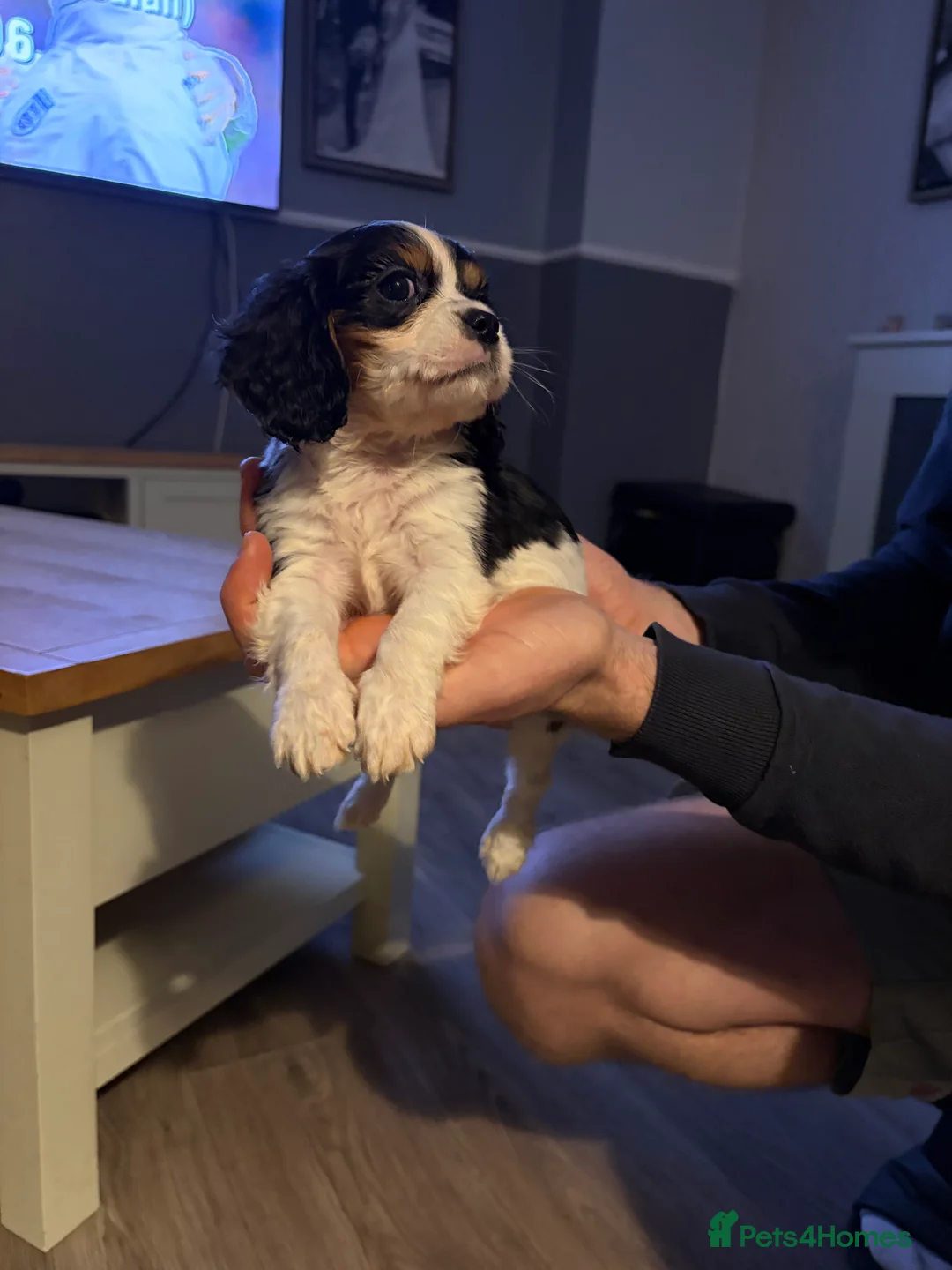 Cavalier King Charles Spaniel dogs for sale: Cavalier King Charles  - Advert 6