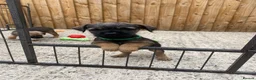 Border Terrier dogs for sale: ⭐️ KC BORDER TERRIERS, READY TO LEAVE NOW - Advert 4