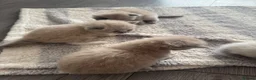 Ragdoll cats for sale: Beautiful ragdoll kittens  - Advert 24