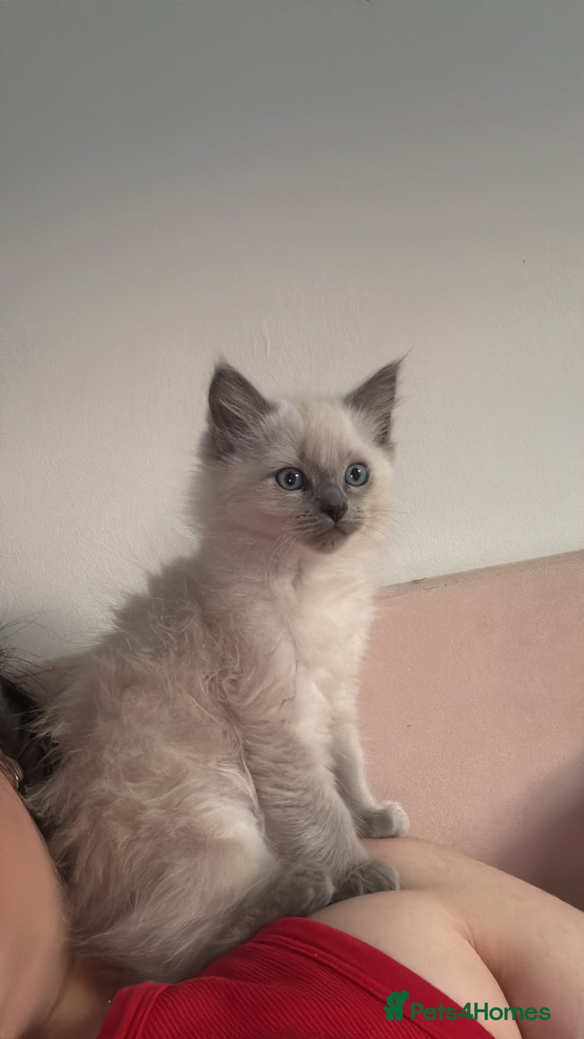 Ragdoll cats 1 male kitten ready to leave  - Advert 2